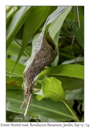 Green Hermit nest