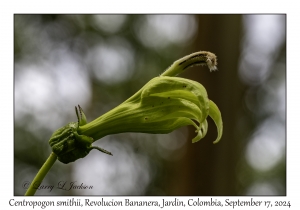 Centropogon smithii