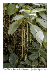False Nettle