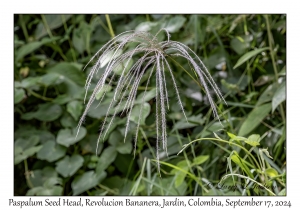 Paspalum Seed Head
