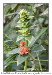 Spiked Kohleria