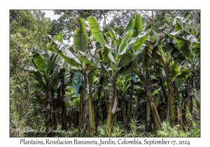 Plantains