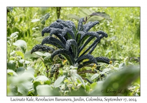Lacinato Kale
