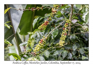 Arabica Coffee