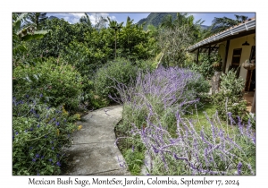 Mexican Bush Sage