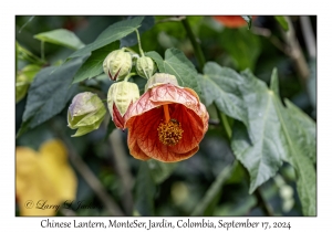 Chinese Lantern