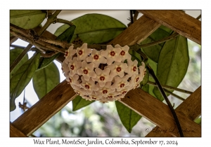 Wax Plant