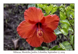 Hibiscus