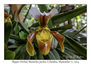Slipper Orchid