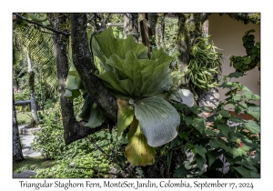 Triangular Staghorn Fern
