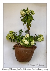 Crown of Thorns