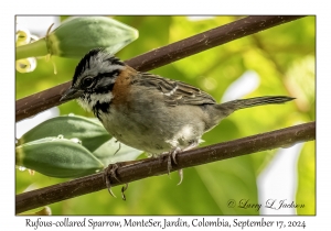 Rufous-collared Sparrow