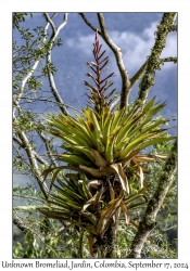 Unknown Bromeliad