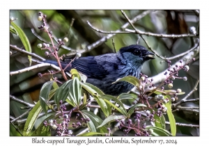 Black-capped Tanager