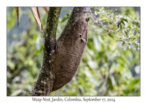 Wasp Nest