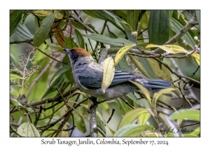 Scrub Tanager