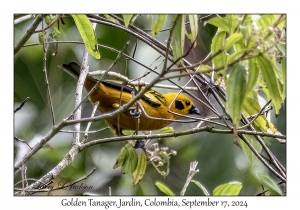 Golden Tanager