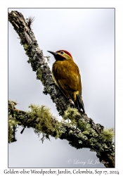 Golden-olive Woodpecker