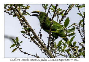 Southern Emerald-Toucanet