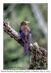 Russet-backed Oropendola