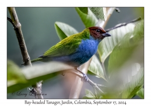 Bay-headed Tanager