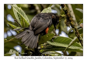 Red-bellied Grackle