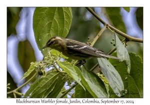 Blackburnian Warbler female