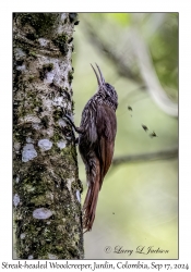 Streak-headed Woodcreeper