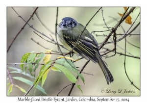 Marble-faced Bristle-Tyrant