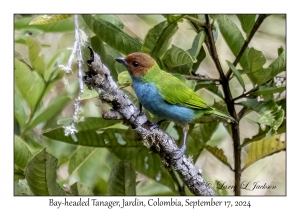 Bay-headed Tanager