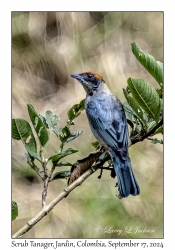 Scrub Tanager