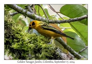 Golden Tanager