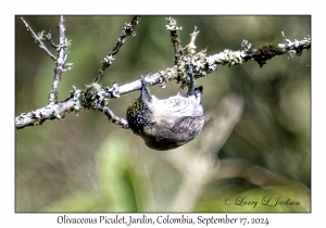 Olivaceous Piculet