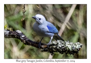 Blue-grey Tanager