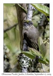 Olivaceous Piculet