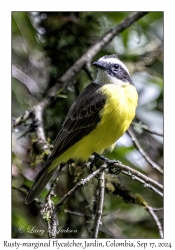 Rusty-margined Flycatcher