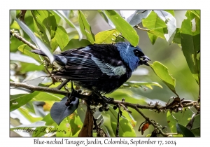 Blue-necked Tanager