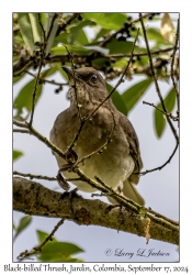 Black-billed Thrush