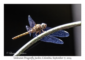 Unknown Dragonfly