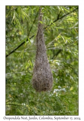 Oropendola nest