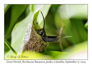 Green Hermit