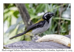 Black-winged Saltator