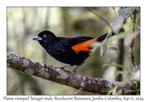 Flame-rumped Tanager male