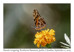 Moneta Longwing