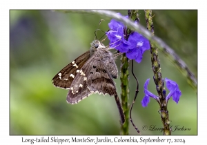 Long-tailed Skipper