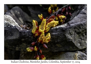 Indian Clockvine