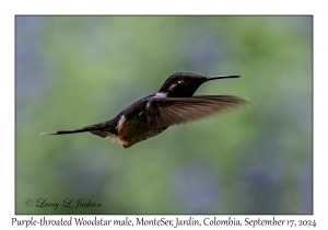 Purple-throated Woodstar male