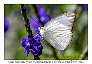Great Southern White