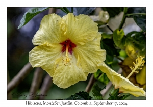 Hibiscus