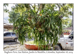 Staghorn Fern